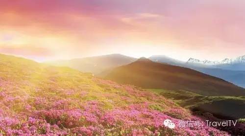 2016年你會和誰一起去看花開似海?