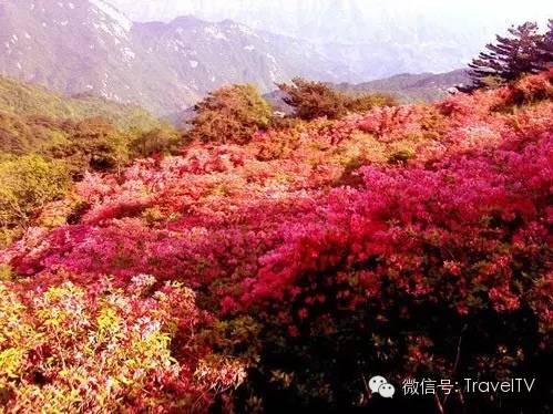 2016年你會和誰一起去看花開似海?