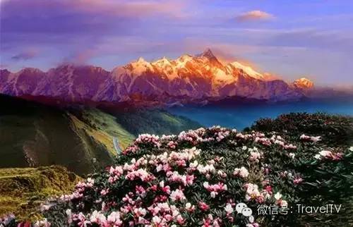 2016年你會和誰一起去看花開似海?