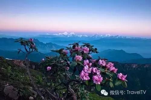 2016年你會和誰一起去看花開似海?