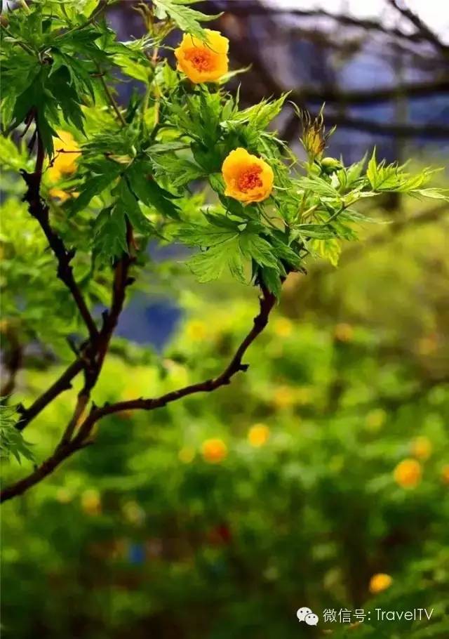 2016年你會和誰一起去看花開似海?