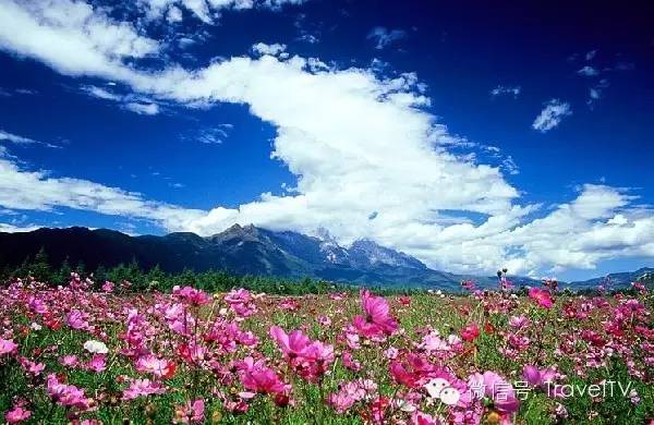 2016年你會和誰一起去看花開似海?