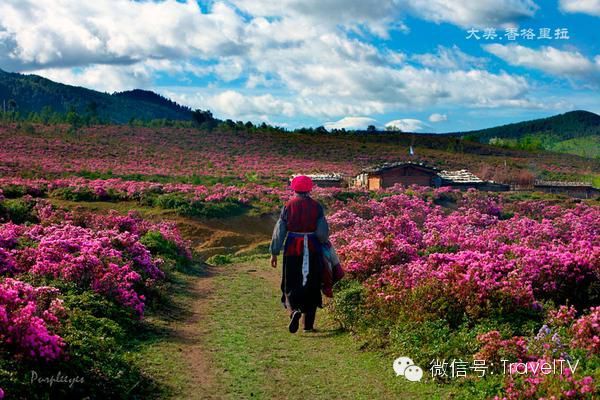 2016年你會和誰一起去看花開似海？