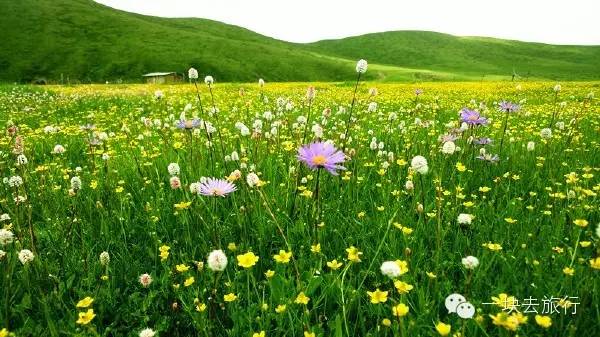 2016年你會和誰一起去看花開似海?