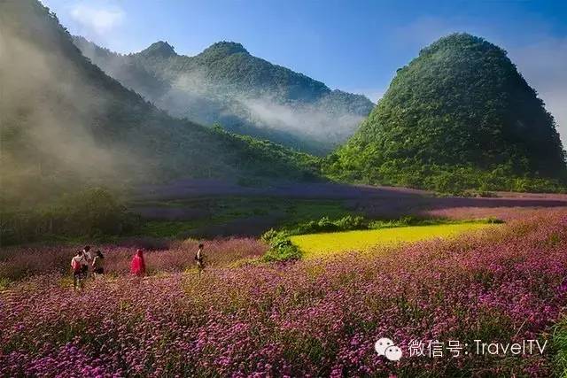 2016年你會和誰一起去看花開似海?