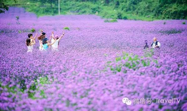 2016年你會和誰一起去看花開似海？