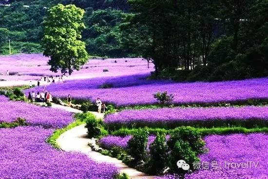 2016年你會和誰一起去看花開似海?