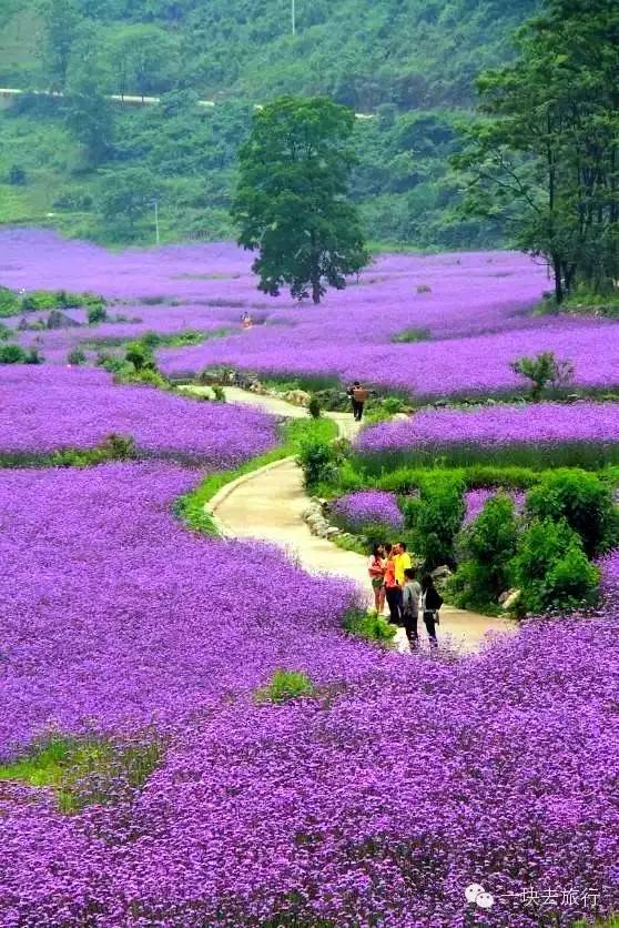 青海门源·油菜花 最佳时间:7月中旬