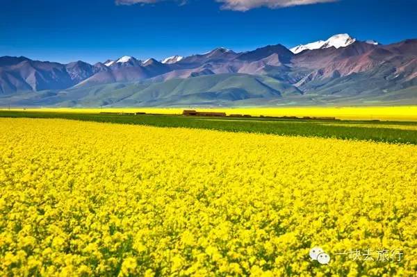 2016年你會和誰一起去看花開似海?