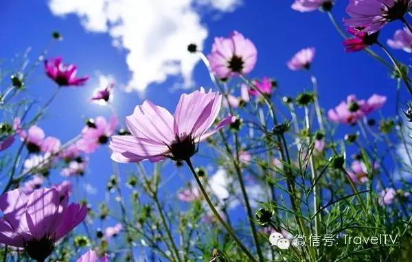 2016年你會和誰一起去看花開似海?