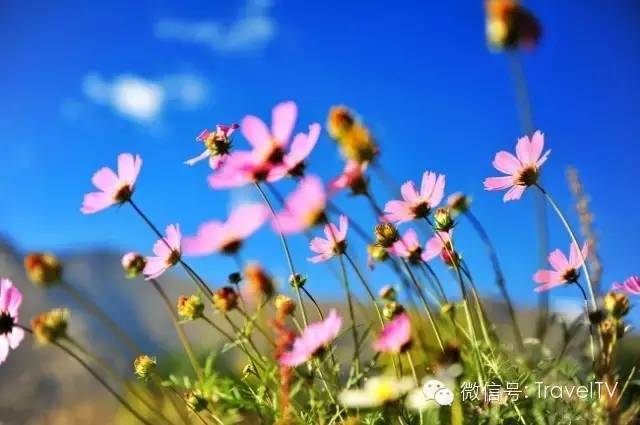 2016年你會和誰一起去看花開似海?