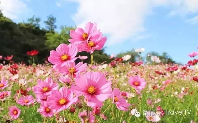 2016年你會和誰一起去看花開似海?