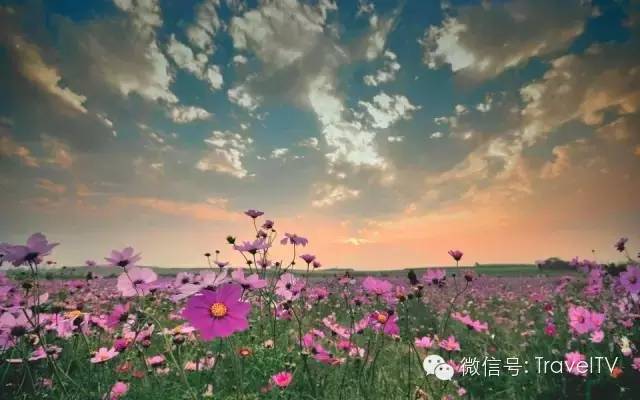 2016年你會和誰一起去看花開似海?