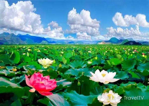 2016年你會和誰一起去看花開似海?