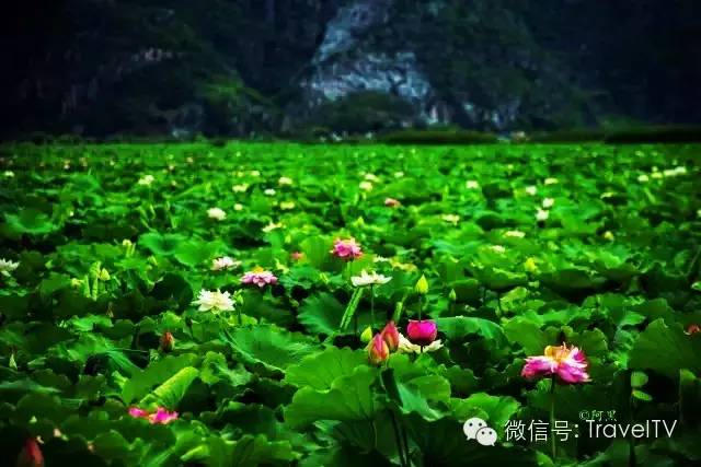 2016年你會和誰一起去看花開似海?
