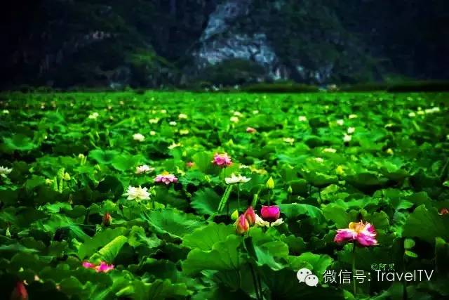 2016年你會和誰一起去看花開似海？