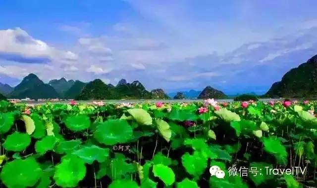 2016年你會和誰一起去看花開似海?