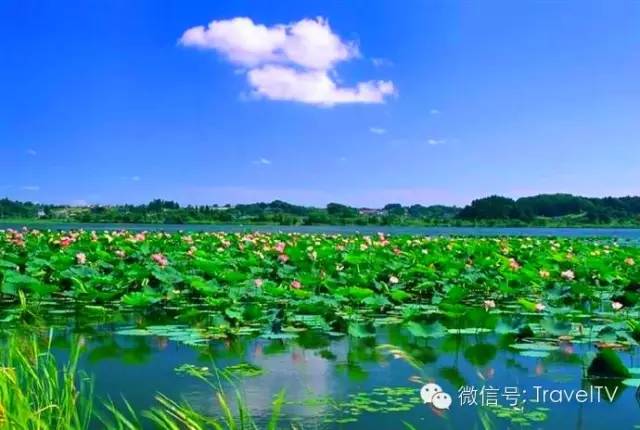 2016年你會和誰一起去看花開似海?