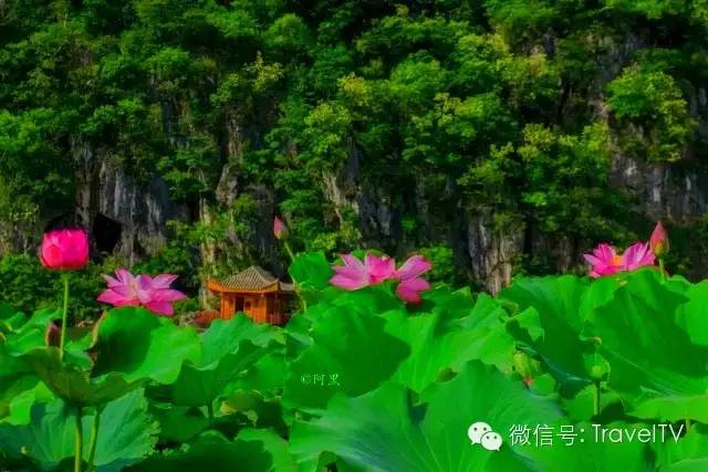 2016年你會和誰一起去看花開似海?