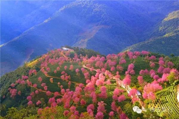 2016年你會和誰一起去看花開似海?