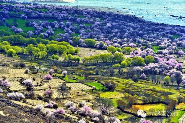 2016年你會和誰一起去看花開似海?