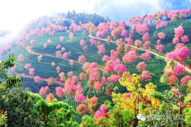 「春天最早到達的地方」，雲南大理有座無量山，現在已經花開成海，呈現「冬日對春天的幻想」！