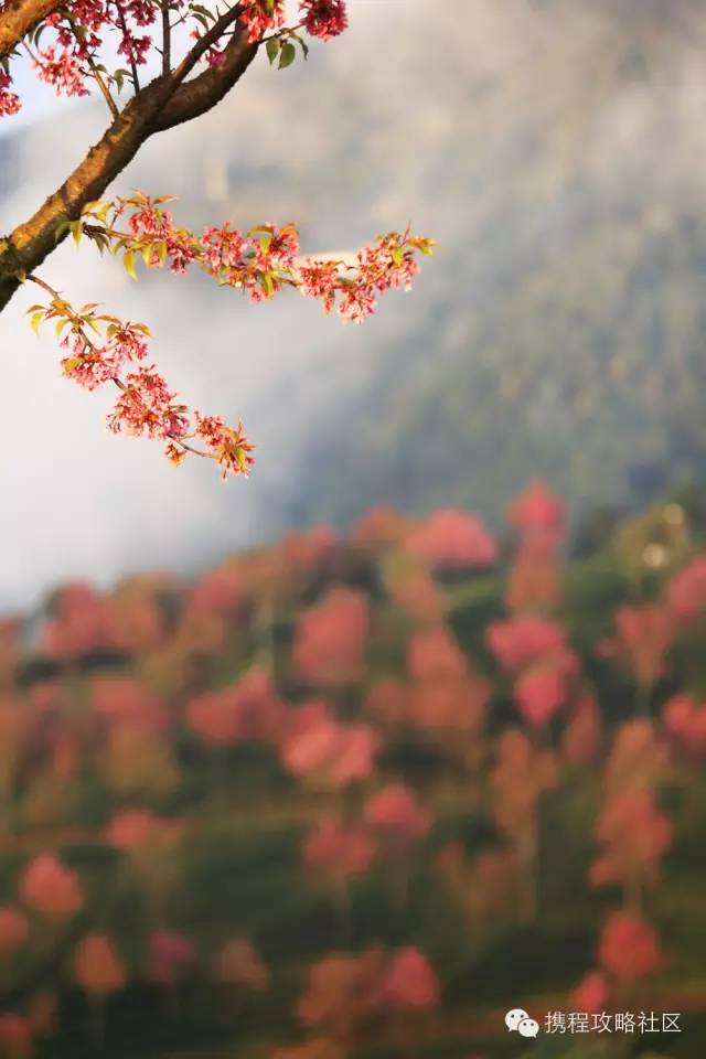 「春天最早到達的地方」，雲南大理有座無量山，現在已經花開成海，呈現「冬日對春天的幻想」！