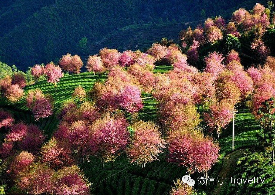 「春天最早到達的地方」，雲南大理有座無量山，現在已經花開成海，呈現「冬日對春天的幻想」！