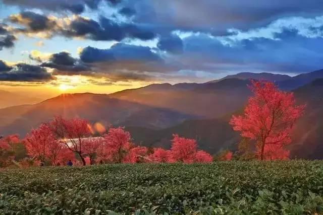 「春天最早到達的地方」，雲南大理有座無量山，現在已經花開成海，呈現「冬日對春天的幻想」！