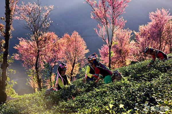 「春天最早到達的地方」，雲南大理有座無量山，現在已經花開成海，呈現「冬日對春天的幻想」！