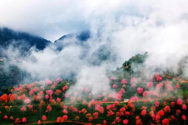 「春天最早到達的地方」，雲南大理有座無量山，現在已經花開成海，呈現「冬日對春天的幻想」！