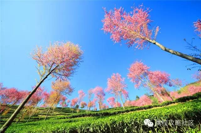 「春天最早到達的地方」，雲南大理有座無量山，現在已經花開成海，呈現「冬日對春天的幻想」！