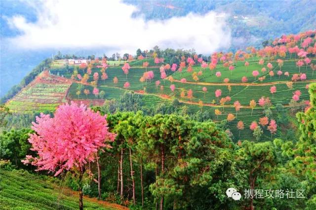 「春天最早到達的地方」，雲南大理有座無量山，現在已經花開成海，呈現「冬日對春天的幻想」！