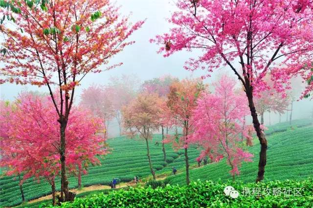 「春天最早到達的地方」，雲南大理有座無量山，現在已經花開成海，呈現「冬日對春天的幻想」！