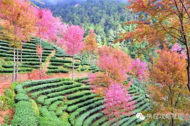 「春天最早到達的地方」，雲南大理有座無量山，現在已經花開成海，呈現「冬日對春天的幻想」！