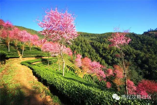 「春天最早到達的地方」，雲南大理有座無量山，現在已經花開成海，呈現「冬日對春天的幻想」！