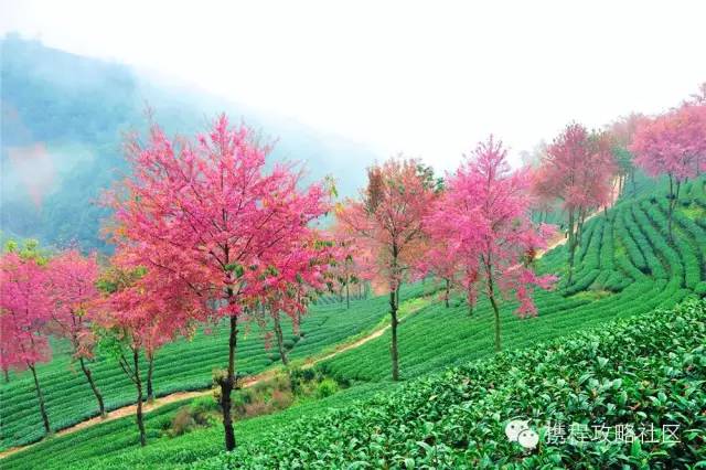 「春天最早到達的地方」，雲南大理有座無量山，現在已經花開成海，呈現「冬日對春天的幻想」！