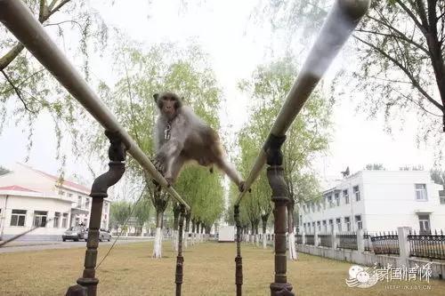 猴年來啦!揭秘解放軍唯一猴兵部隊