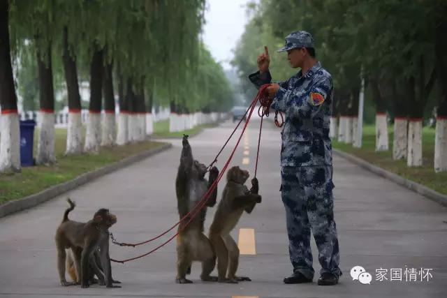 猴年來啦!揭秘解放軍唯一猴兵部隊