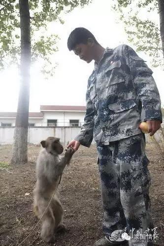 猴年來啦!揭秘解放軍唯一猴兵部隊
