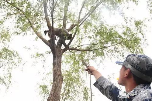 猴年來啦!揭秘解放軍唯一猴兵部隊