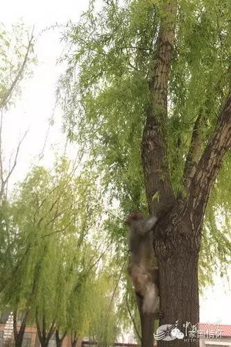 猴年來啦!揭秘解放軍唯一猴兵部隊