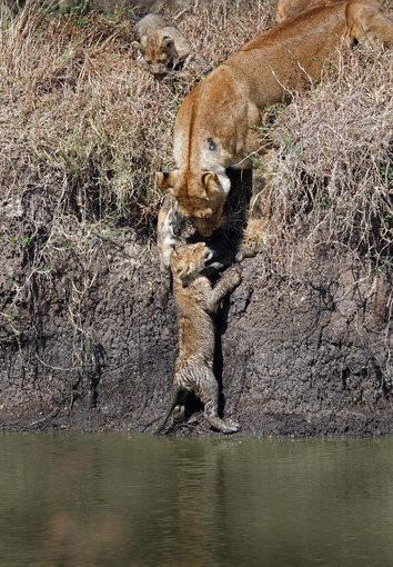 為躲避牛群，母獅帶著兩隻小獅子過河，小獅子無力上岸，母獅接下來所做的事令人動容！