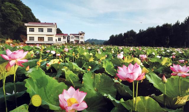 這個地方竟然有上百個100歲老人,原因竟然是它