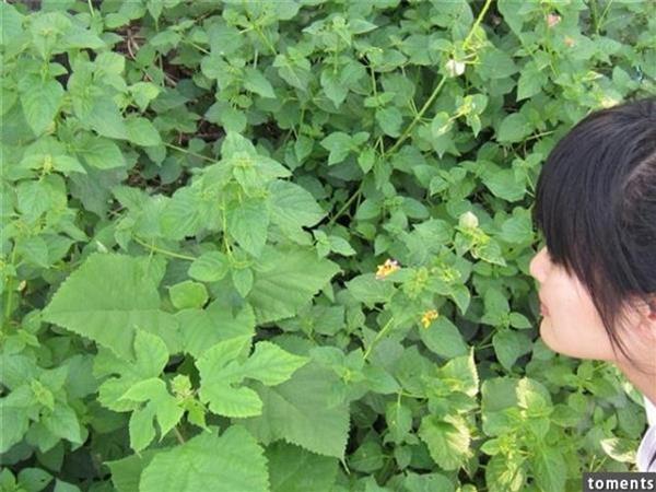 大過年的婆婆罵我不會帶小孩甩我巴掌！我心痛怒嗆一句「實在話」讓她當場住嘴！