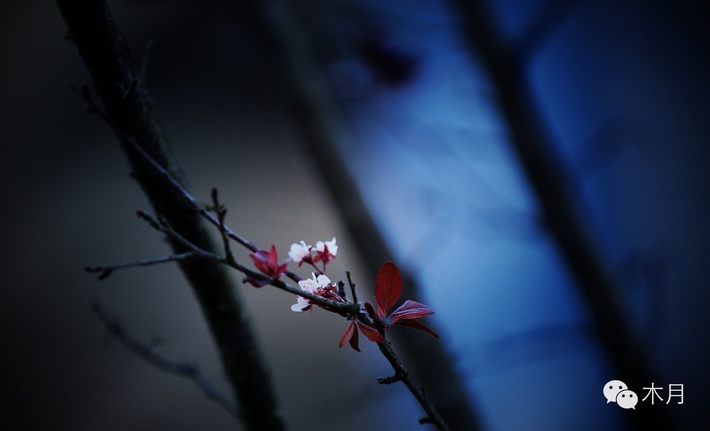 借我一段笑,擺渡這滄桑..