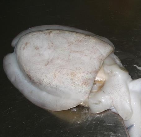 教你蒸出9道最好吃的蒸菜全攻略菜譜 吃貨必看!