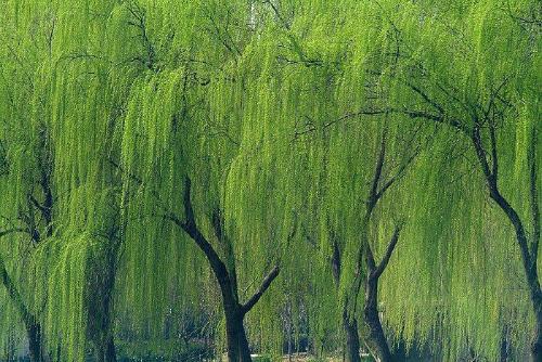 頭髮稀少怎麼辦? 這6個神奇的偏方你一定還不知道 !