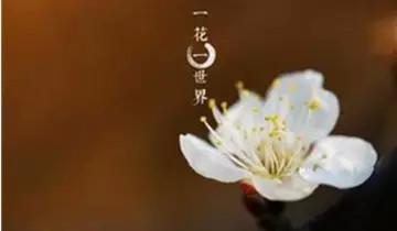 佛曰:有人傷害你,是來渡你的!