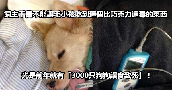 飼主千萬不能讓毛小孩吃到這個比巧克力還毒的東西,光是前年就有「3000隻狗狗誤食致死」!